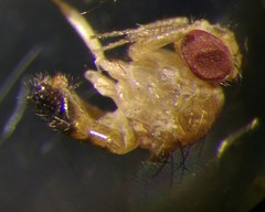 Drosophila simulans