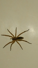 Rabidosa punctulata
