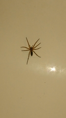 Rabidosa punctulata