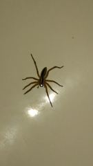 Rabidosa punctulata