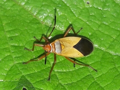 Dysdercus ruficollis