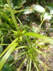 Carex intumescens