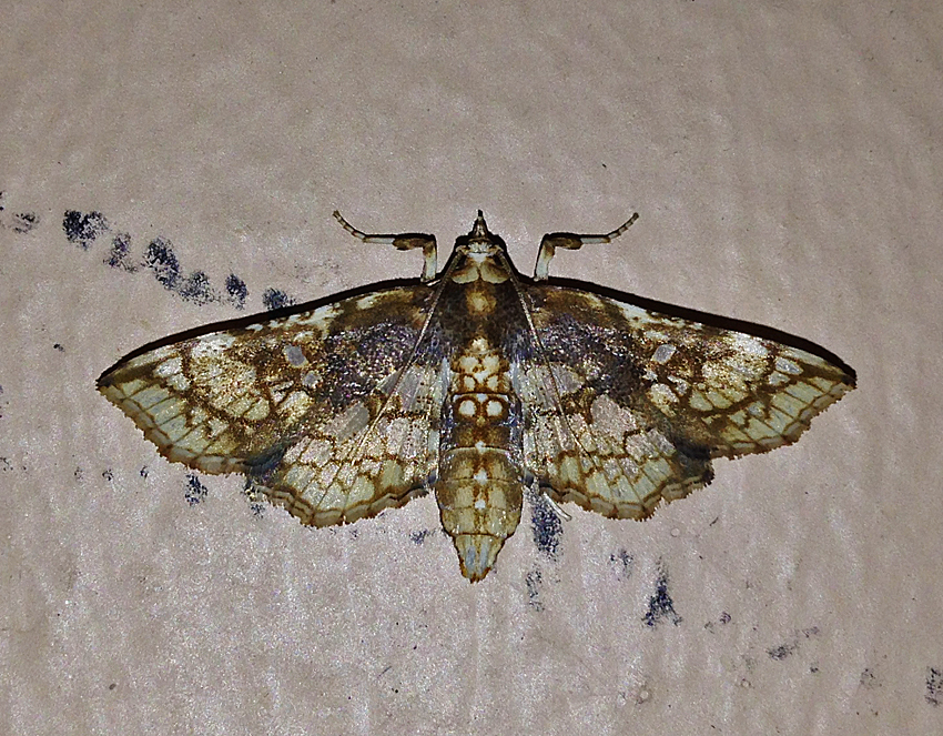 Omphisa