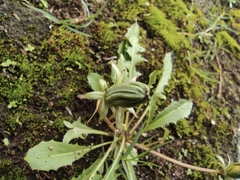 Taraxacum mongolicum