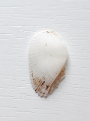Barbatia candida