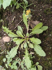 Taraxacum mongolicum