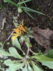 Taraxacum mongolicum