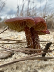 Hygrocybe conicoides