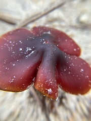Hygrocybe conicoides