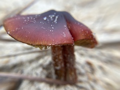 Hygrocybe conicoides