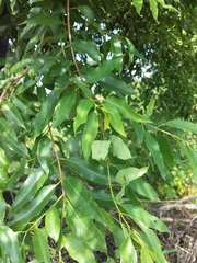 Karwinskia calderonii