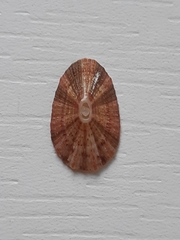 Fissurellidae