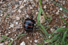 Megetra