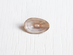 Fissurellidae