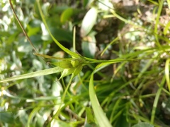Carex intumescens