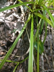 Carex intumescens