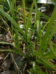Carex intumescens