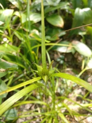 Carex intumescens