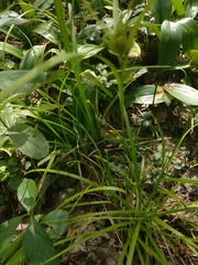 Carex intumescens