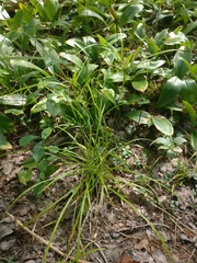 Carex intumescens