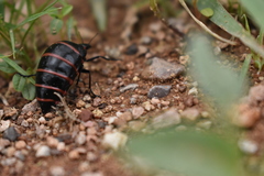 Megetra