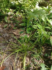 Carex intumescens