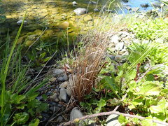 Carex buchananii