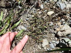 Epilobium microphyllum