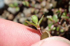 Epilobium microphyllum