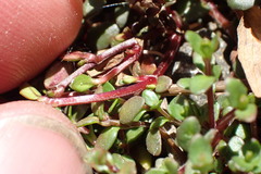 Epilobium microphyllum