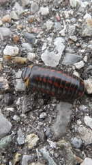 Glomeridae