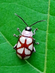 Omophoita magniguttis
