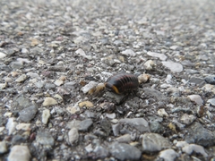 Glomeridae
