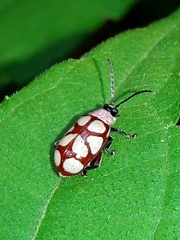 Omophoita magniguttis