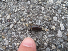 Glomeridae