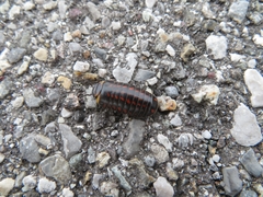Glomeridae