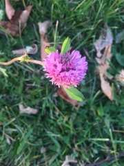 Trifolium pratense