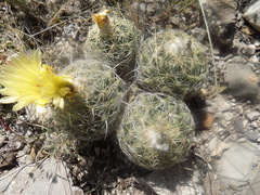 Coryphantha pallida
