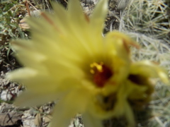 Coryphantha pallida
