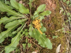 Taraxacum mongolicum