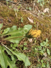 Taraxacum mongolicum