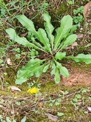 Taraxacum mongolicum