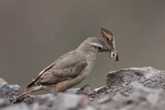 Rufous-Banded Miner photo 3