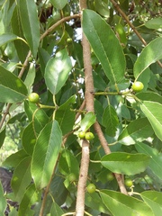 Karwinskia calderonii