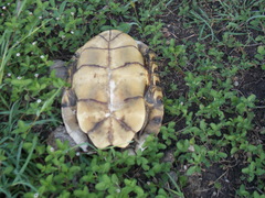 Trachemys venusta cataspila