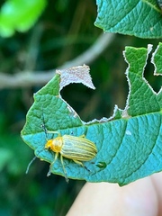 Metaxyonycha granulata