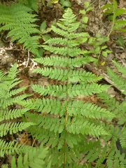 Dryopteris intermedia