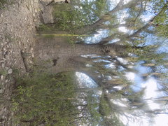 Beaucarnea