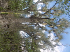 Beaucarnea