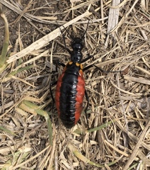 Pseudomeloe collegialis